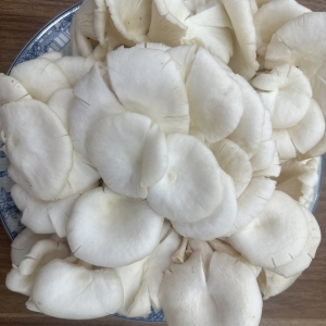 Nấm Bào Ngư Trắng 